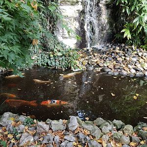 Fish-pond and waterfall