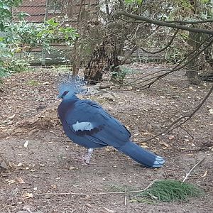 Victoria crowned pigeon