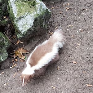 Striped skunk