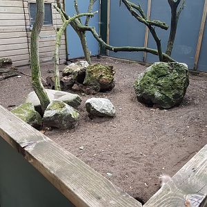 Enclosure Striped skunk