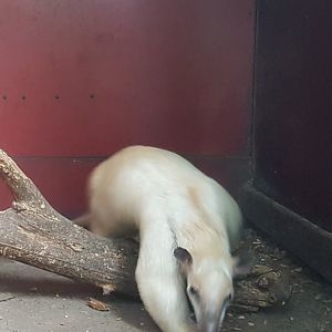 Tamandua