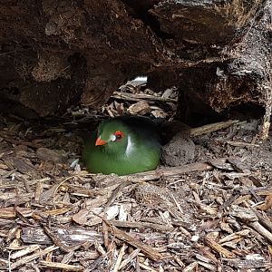 White-cheeked touraco