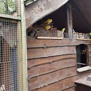 Nests Monk parakeets and Budgies