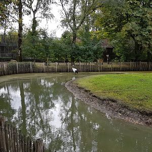 Red-crowned crane - Parma wallaby enclosure