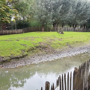 Red-crowned crane - Parma wallaby enclosure