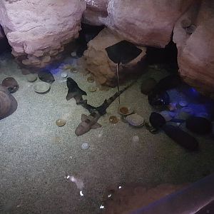 Bamboo shark and ray