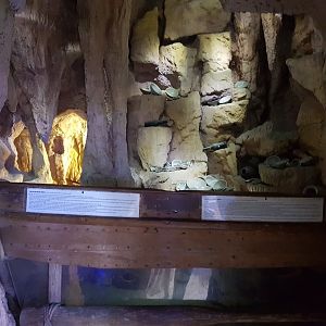 Bamboo shark and ray-aquarium