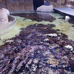 Reef-aquarium from above