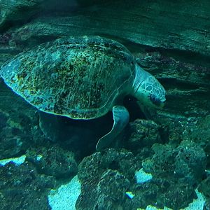 Pacific ridley turtle