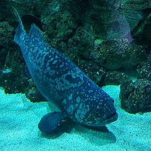 Giant grouper (Epinephelus lanceolatus)