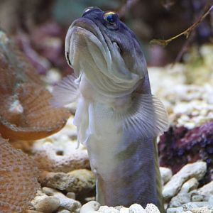 Fish ID - Frankfurt Zoo (Exotarium)