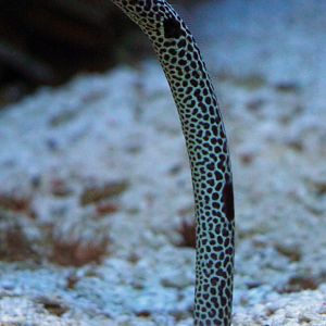 Fish ID - Frankfurt Zoo (Exotarium)