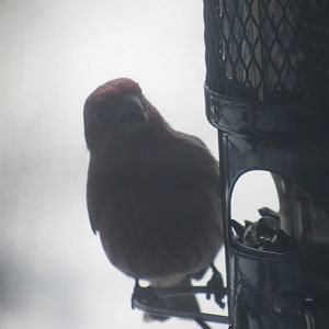 can some one identify please