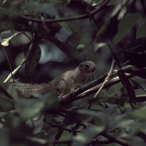 Gambian sun squirrel