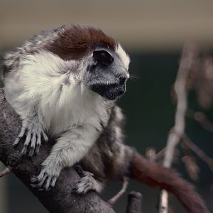 Geoffroy's tamarin 1988