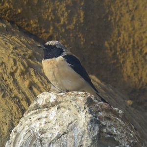 Black-eared Wheatear (Oenanthe hispanica melanoleuca) at Zoo Dresden - September 10th 2018