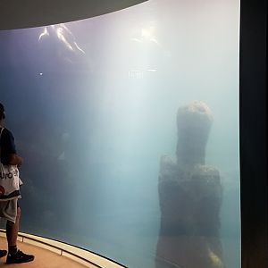 Green turtle-aquarium