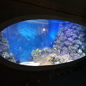 Cardinal fish - Sea-goldie aquarium