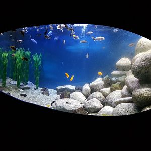 African cichlid aquarium