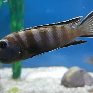 Pseudotropheus elongatus