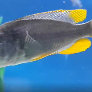 Copadichromis borleyi