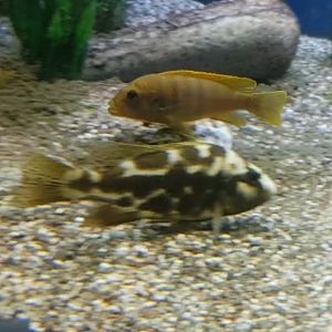 Nimbochromis livingstonii  and zebra cichlid