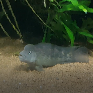 Steatocranus casuarius