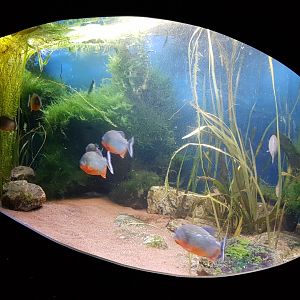 Piranha-aquarium