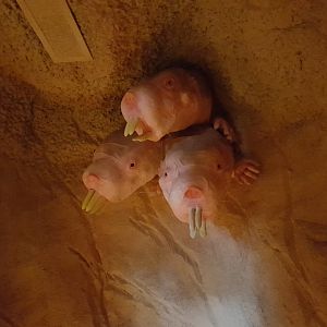 Nacked mole-rat-models