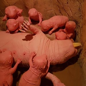 Nacked mole-rat-models