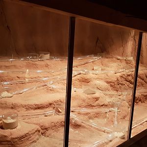 Nacked mole-rat-enclosure