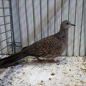 Western spotted dove - Streptopelia chinensis suratensis