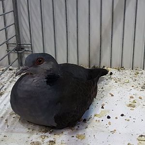 Mourning collared dove - Streptopelia decipiens