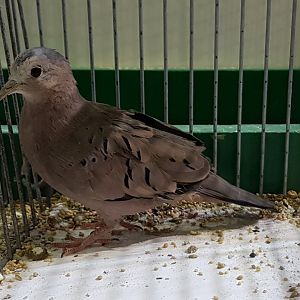 Ecuadorian ground dove - Columbina buckleyi