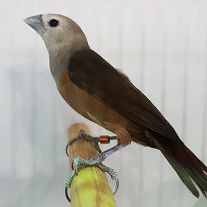 Pale-headed munia - Lonchura pallida