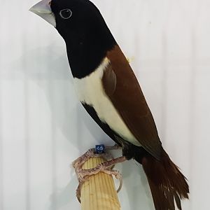 Tricoloured munia - Lonchura malacca