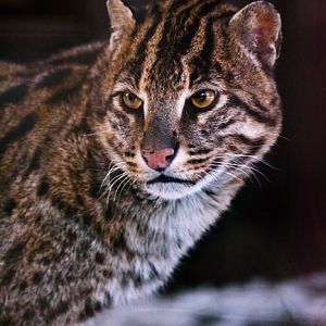 Awiss, fishing cat