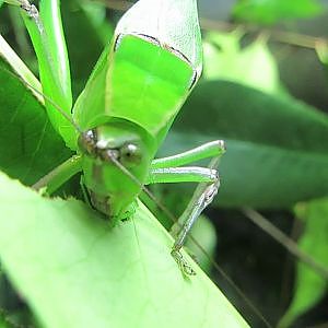Giant Katydid feeding (Sept 2018)