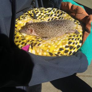 Orville the lesser hedgehog tenrec