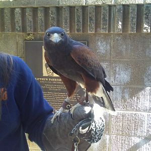 Sequoia the harris's hawk