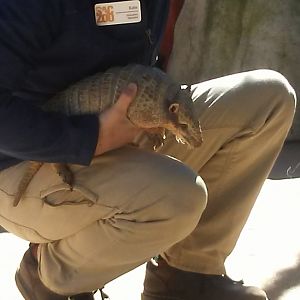 Abby the six-banded armadillo