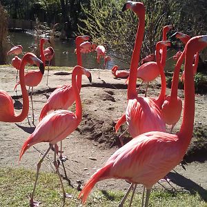 Caribbean flamingos