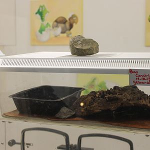 Raising-box Boa constrictor