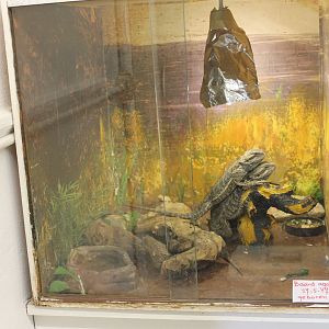 Raising-enclosure Bearded dragon