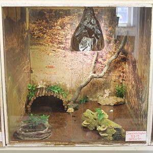 Box turtle raising-enclosure