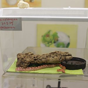 Another Corn snake raising-box