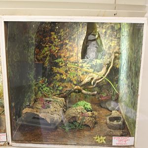 Warren's girdled lizard raising-enclosure