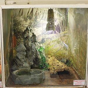 Rainbow boa raising-enclosure