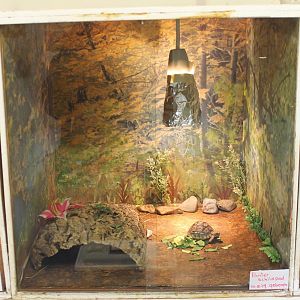 Leopard tortoise raising-enclosure