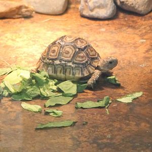 Leopard tortoise